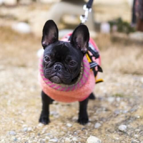 犬とお散歩している写真.jpg