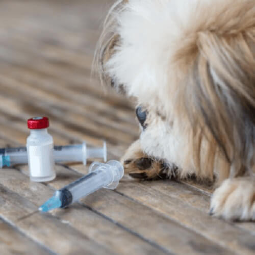 狂犬病・ワクチンを打つ犬.jpg
