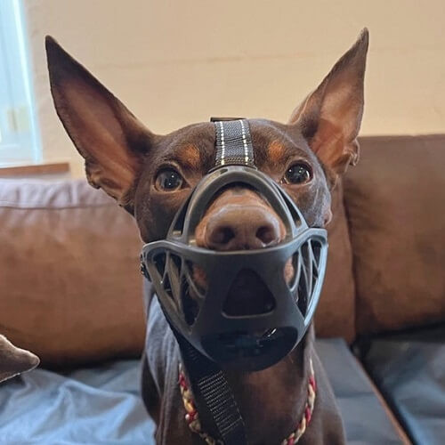 口輪をする犬.jpg