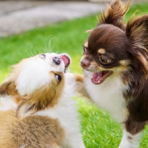 ケンカする犬.jpg