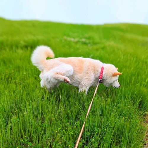 オシッコをする犬.jpg