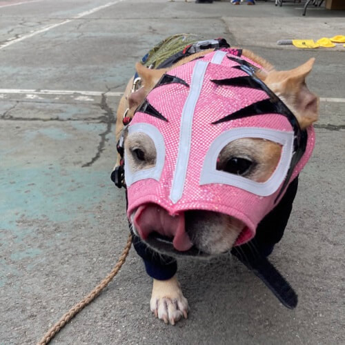 はなぺちゃフェスティバルでワンコレスラーピンクをかぶったフレンチブルドッグの写真.jpg