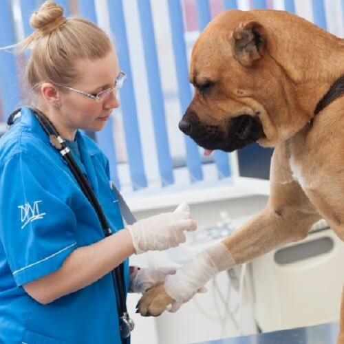 骨折した犬の写真.jpg