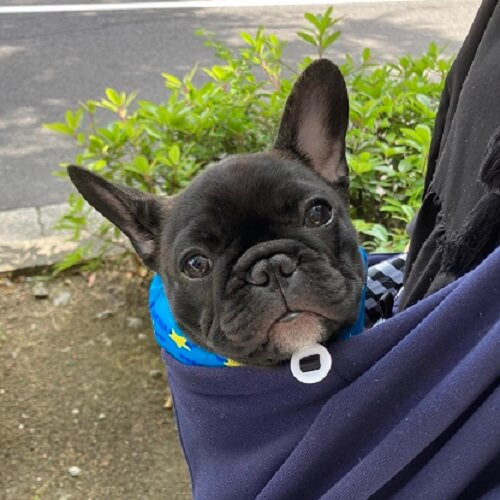 抱っこされてお出掛けするフレンチブルドッグの赤ちゃんの写真.jpg