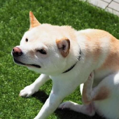 痒がる犬の写真.jpeg