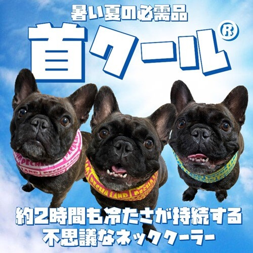 首クール　スクエアロゴを着けるフレンチブルドッグの写真