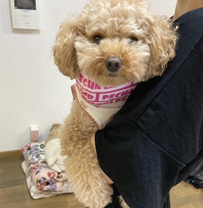 こむぎちゃん