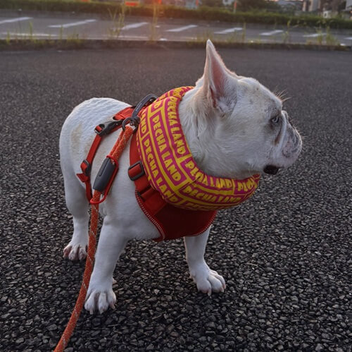 ランちゃん