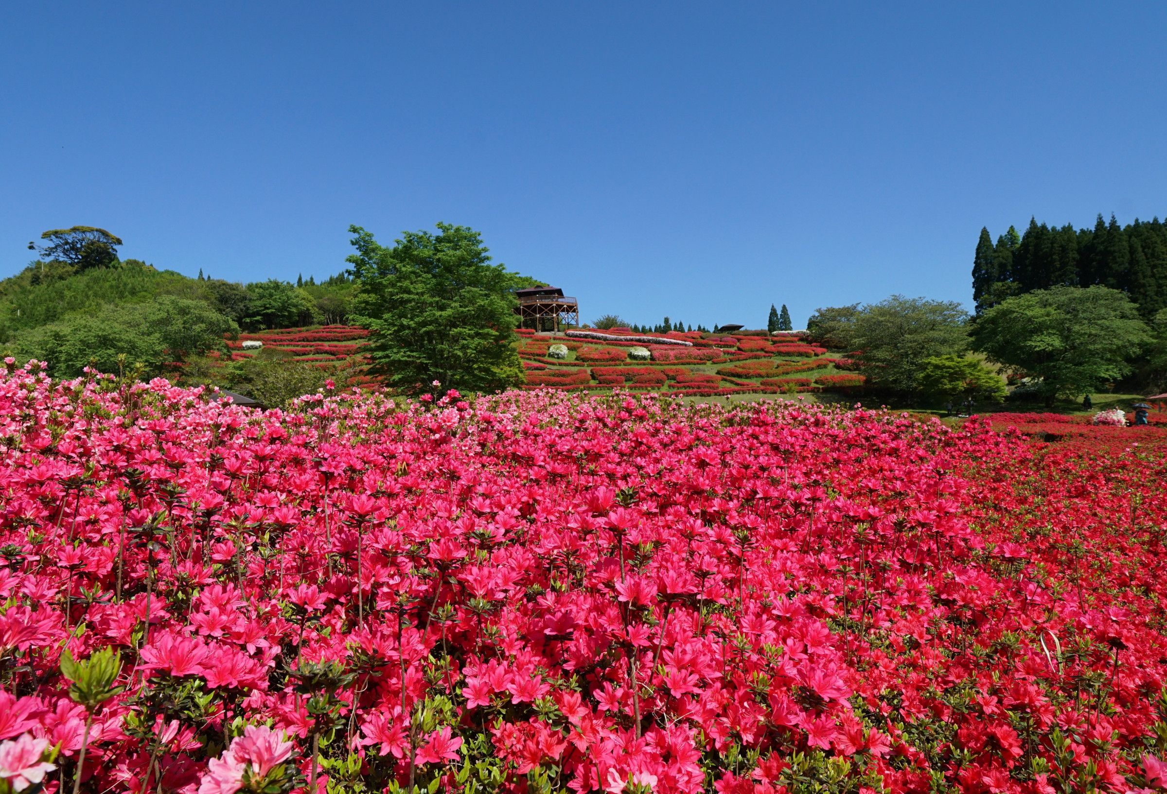 椎八重公園（三股町）