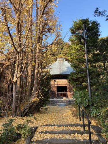 2025.12常楽寺銀杏の紅葉.jpg