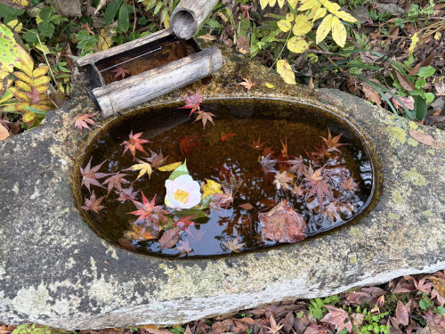12月2日の円覚寺庭園水.jpg