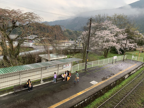 上麻生の4月駅ホームの桜.jpeg