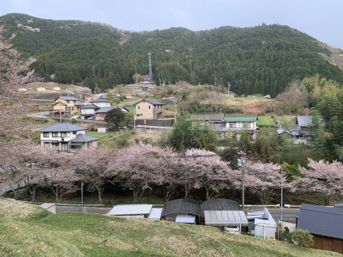 上麻生の4月飯高の桜.jpeg
