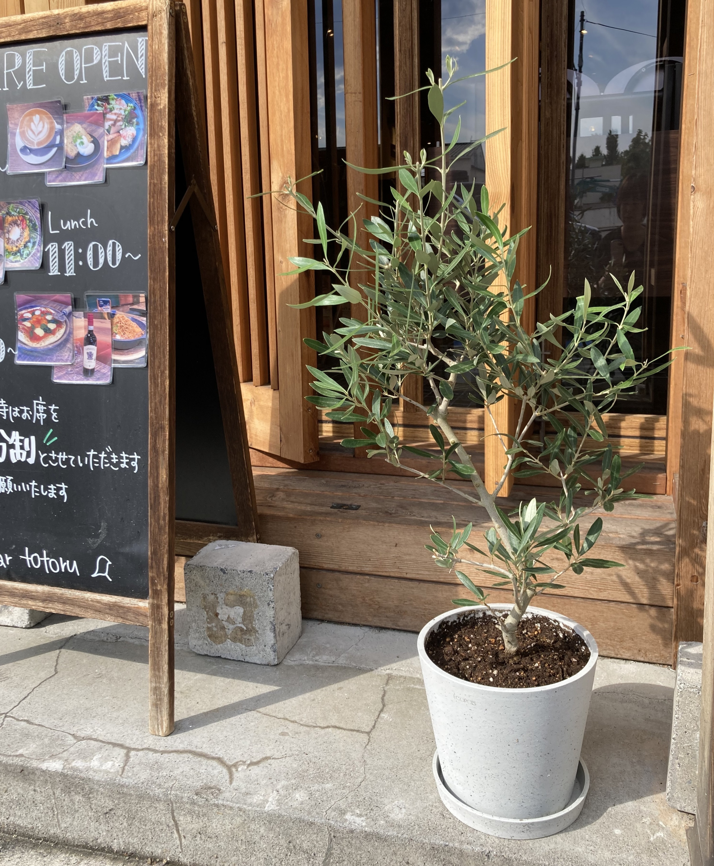 春日通り側入口のオリーブの木