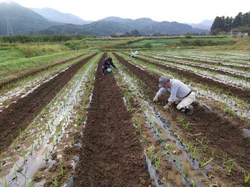 【10月】ニンニクの芽出し