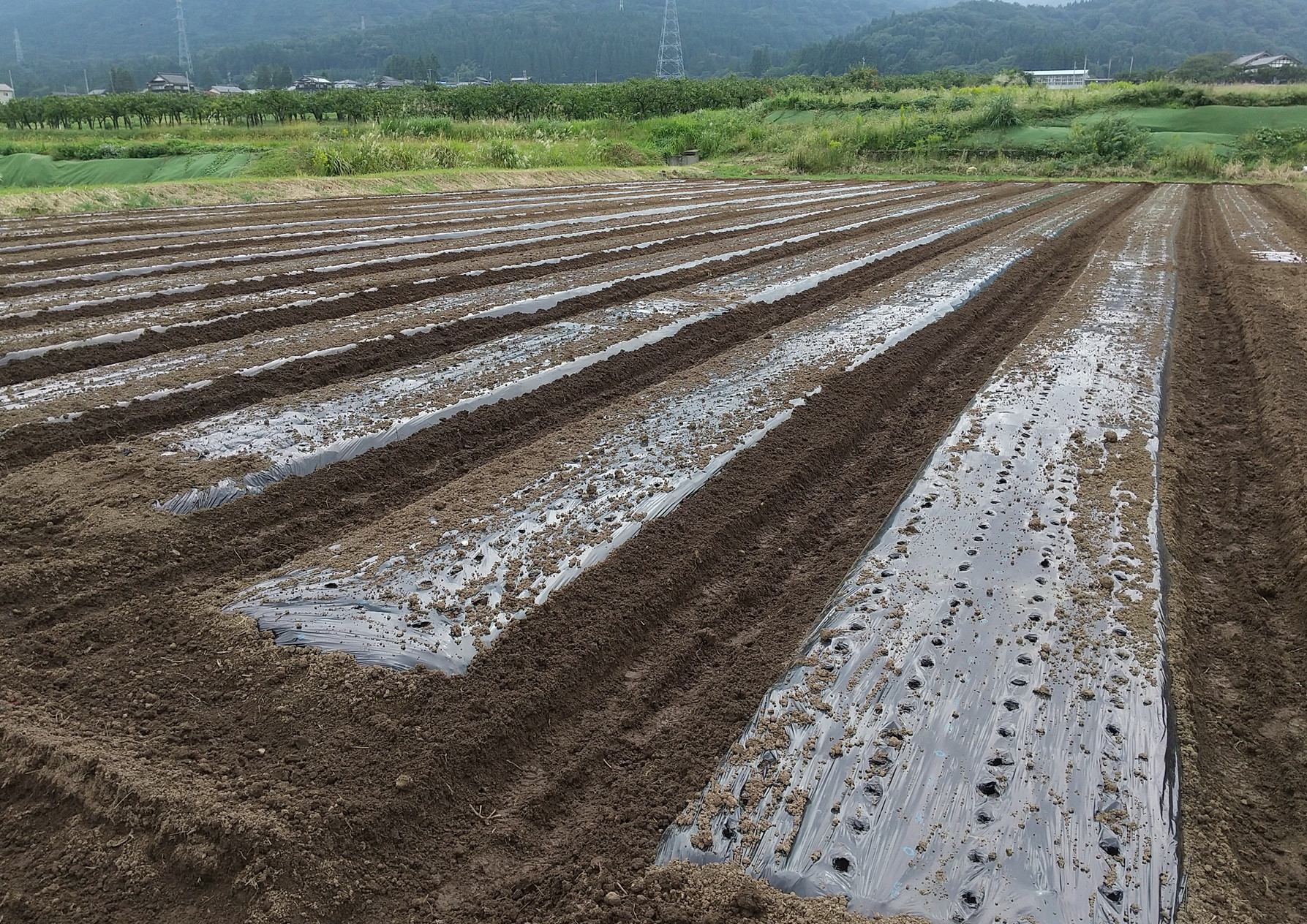 令和8年収穫のニンニク植付けを行いました
