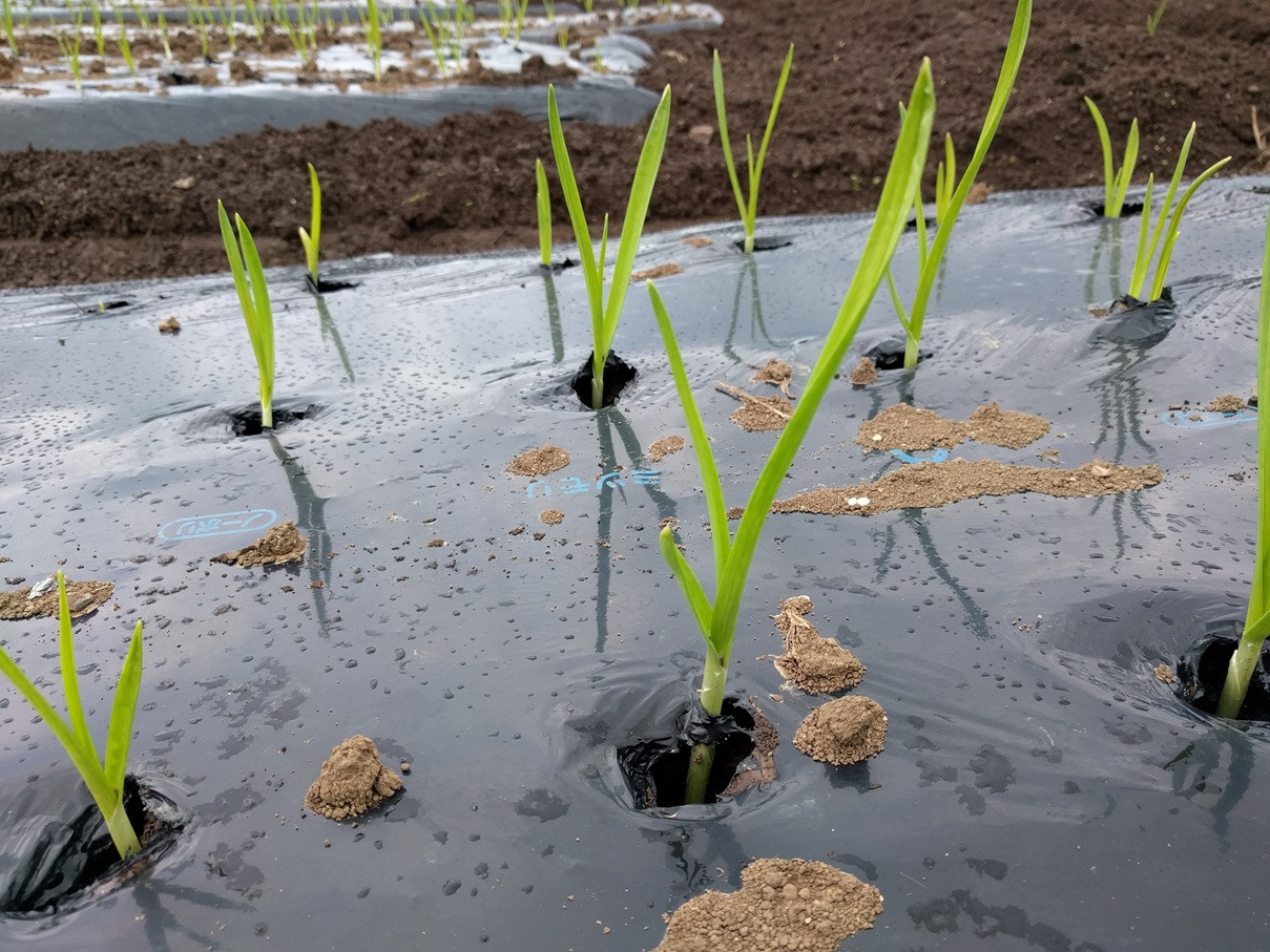 ニンニク植付けから1週間での成長