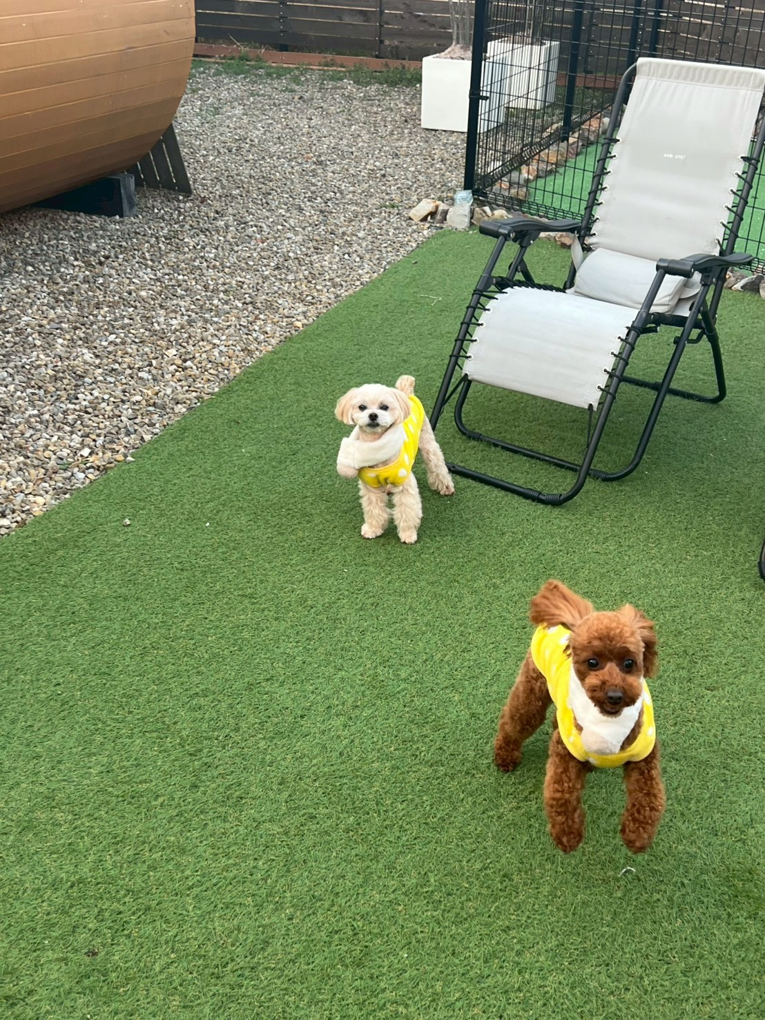 ペットが走れるドッグラン