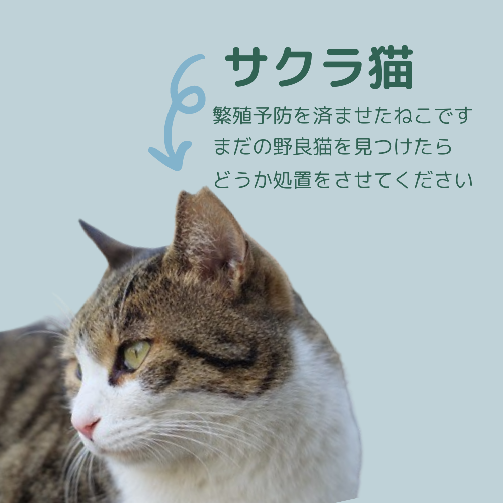 繁殖予防の活動を始めました