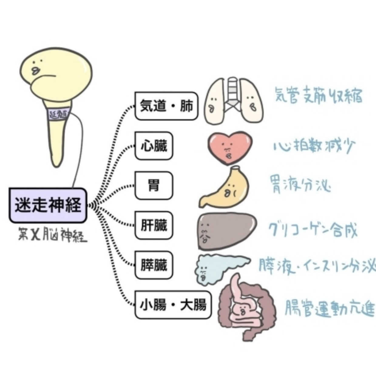 なんだか気分が〜それは迷走神経の乱れ