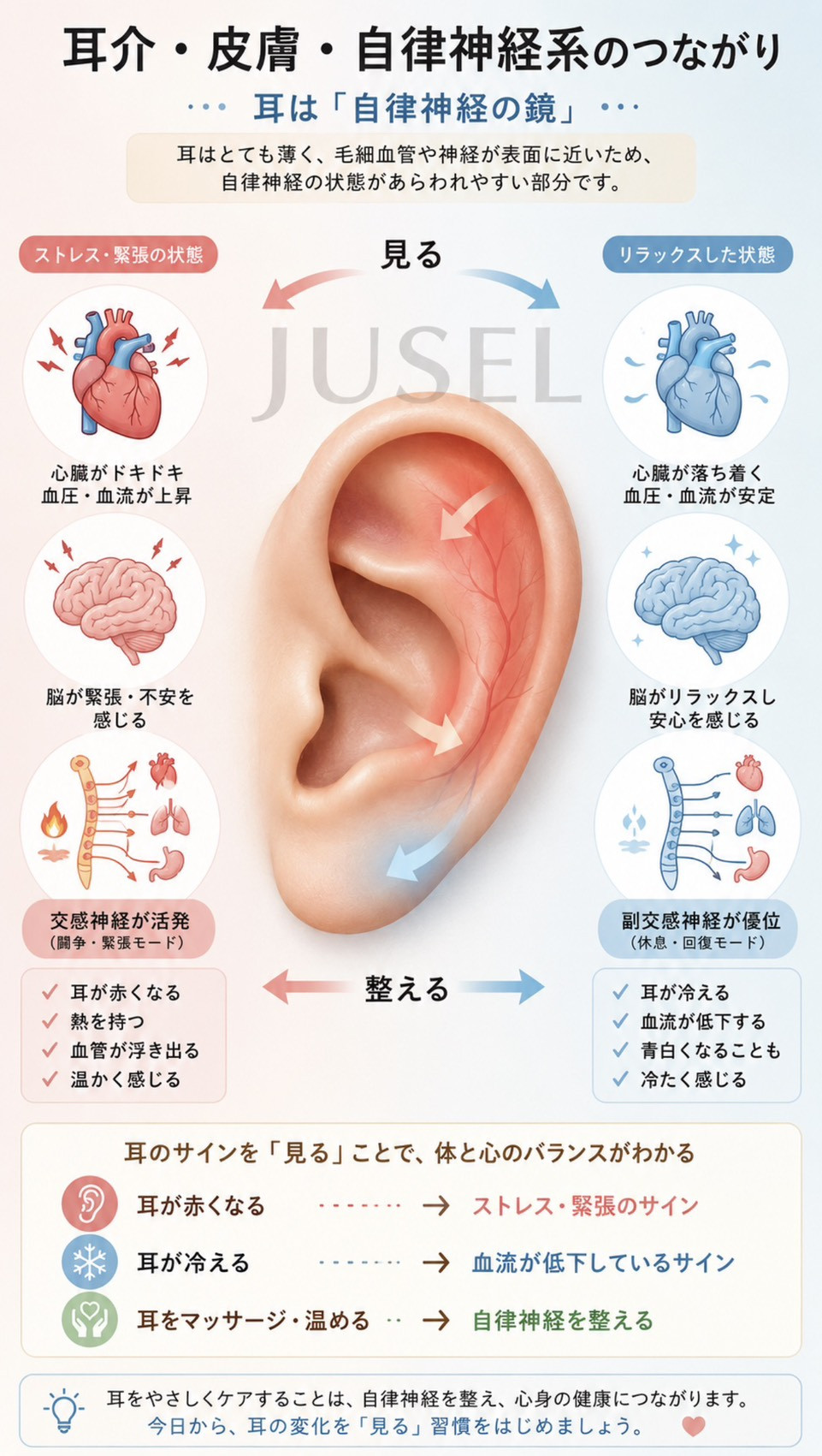 目・耳・首の血流とめぐりの図解 &mdash; JUSEL天然水美容サロン