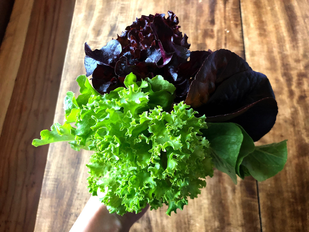 畑もちょこっと。