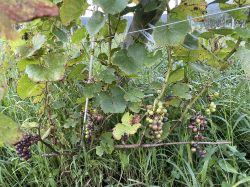 IMG_7780.jpeg
