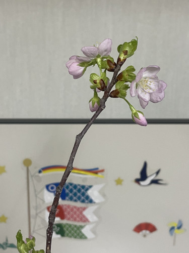 桜🌸