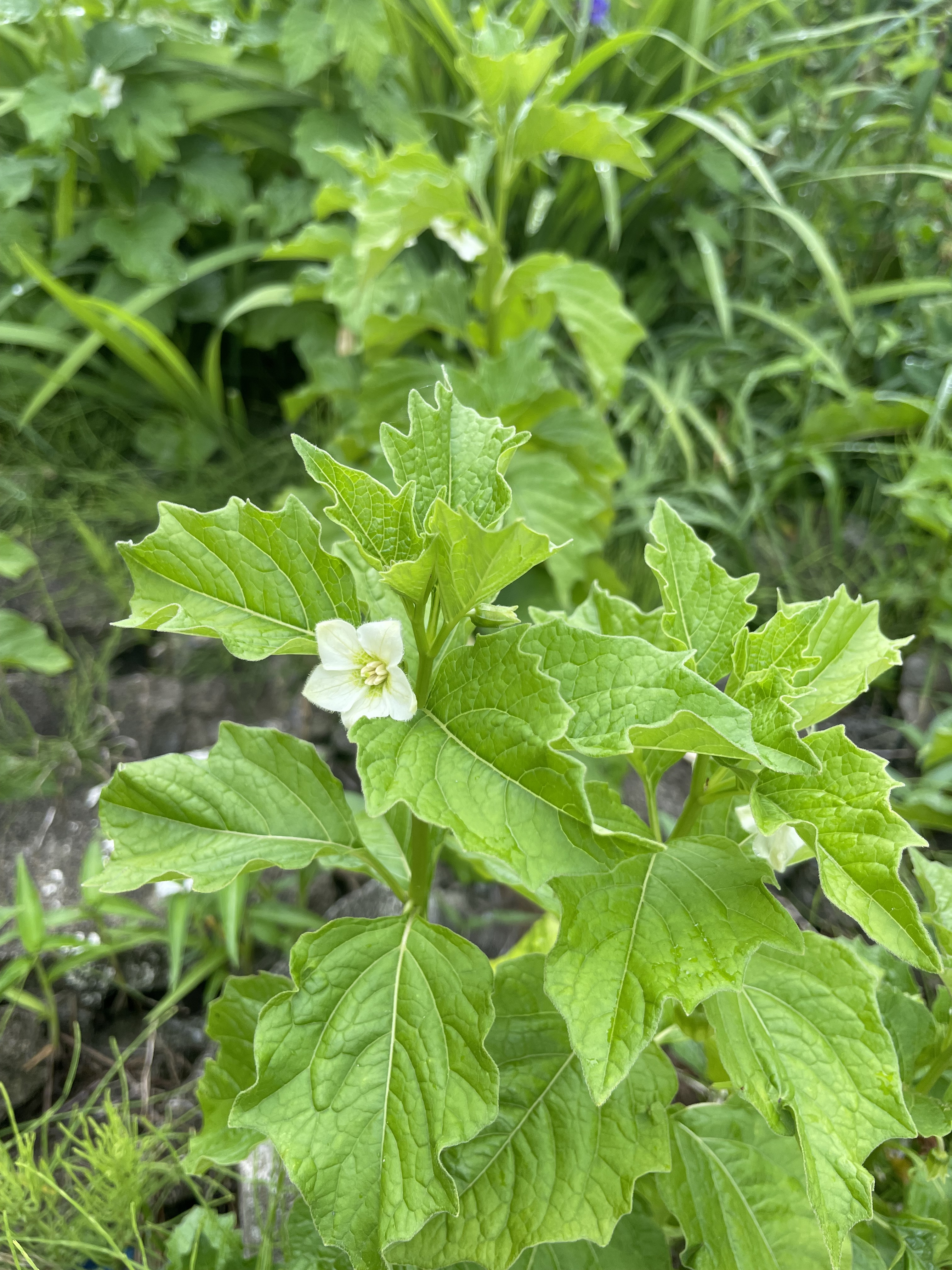 鬼灯の花