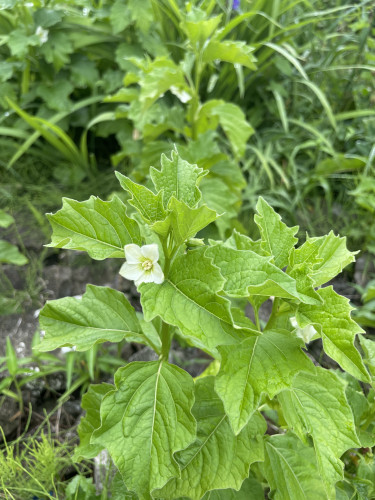 鬼灯の花