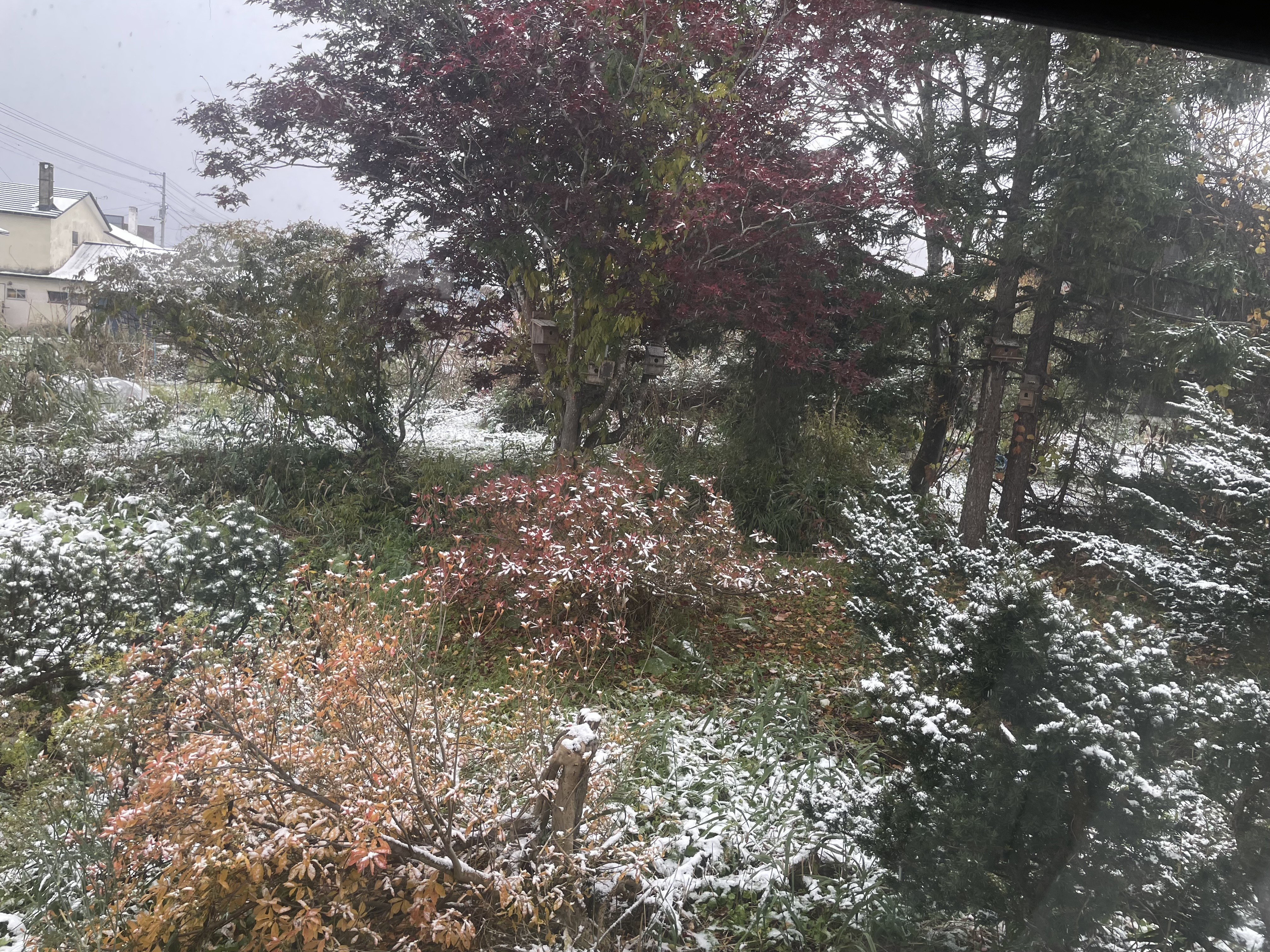 初雪