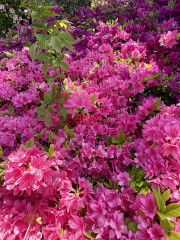 IMG_0322.jpeg