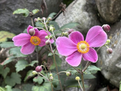 IMG_2450.jpeg