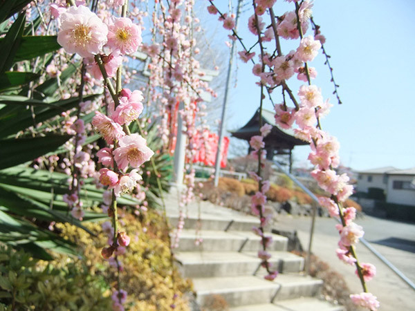 冬は落葉樹の間に、寒つばき、梅が色を添えます