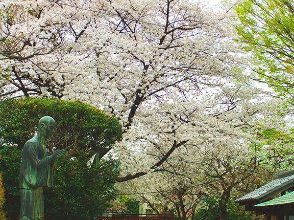 春は、ソメイヨシノ、山桜が満開になり、つつじ、しゃくなげも続きます