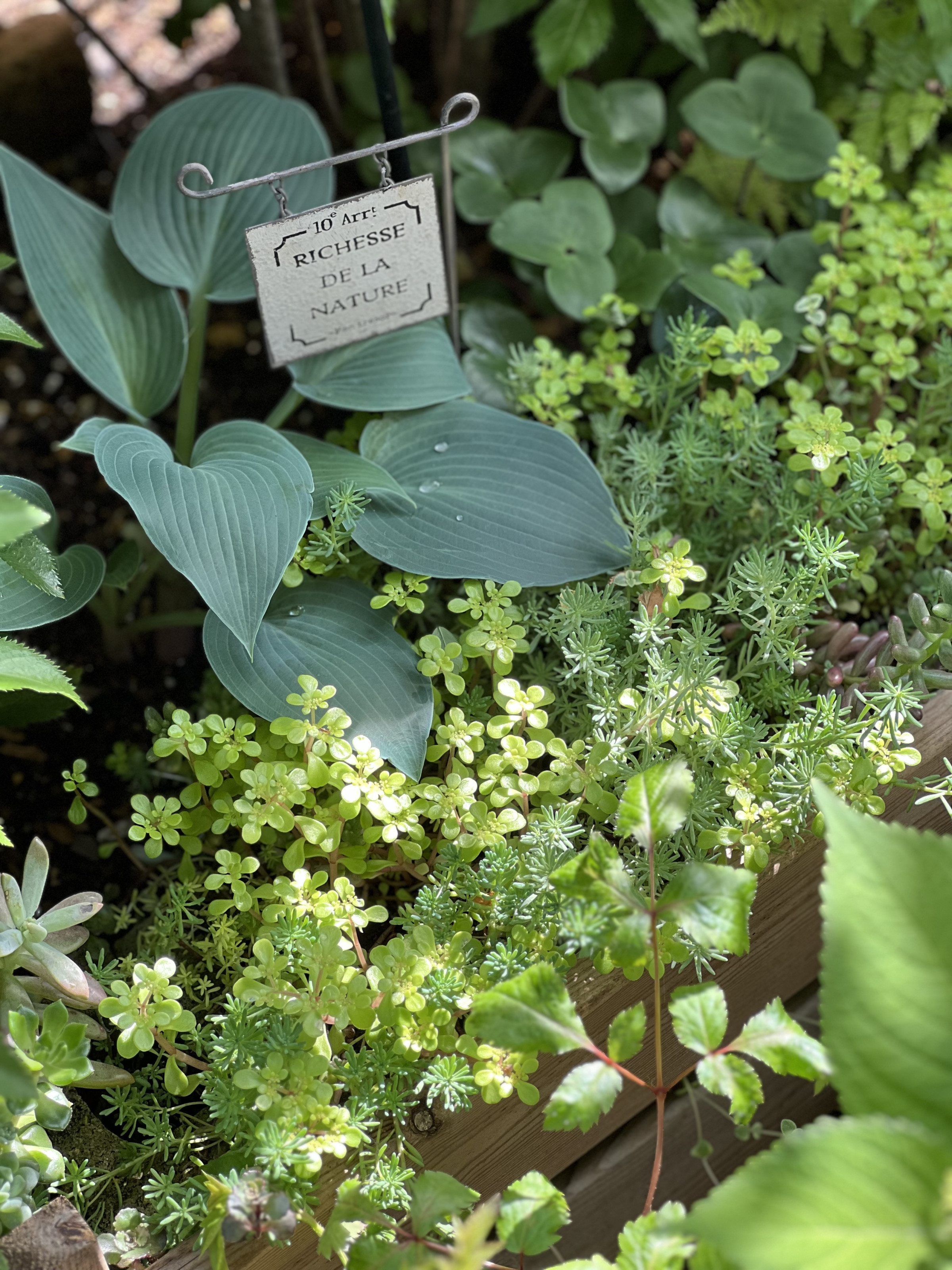 My little garden