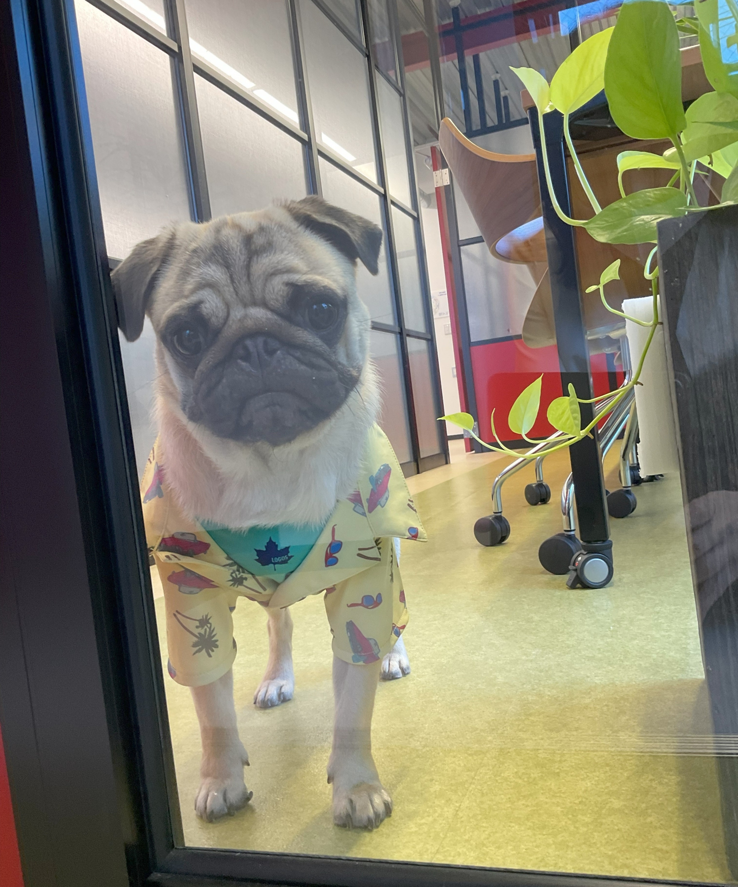 こんにちワン　ぼく ごん太