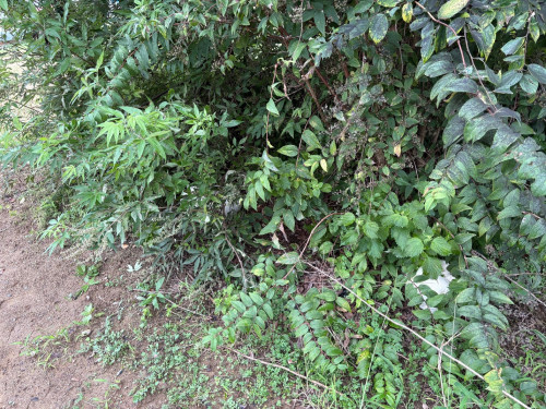 IMG_2124.jpeg