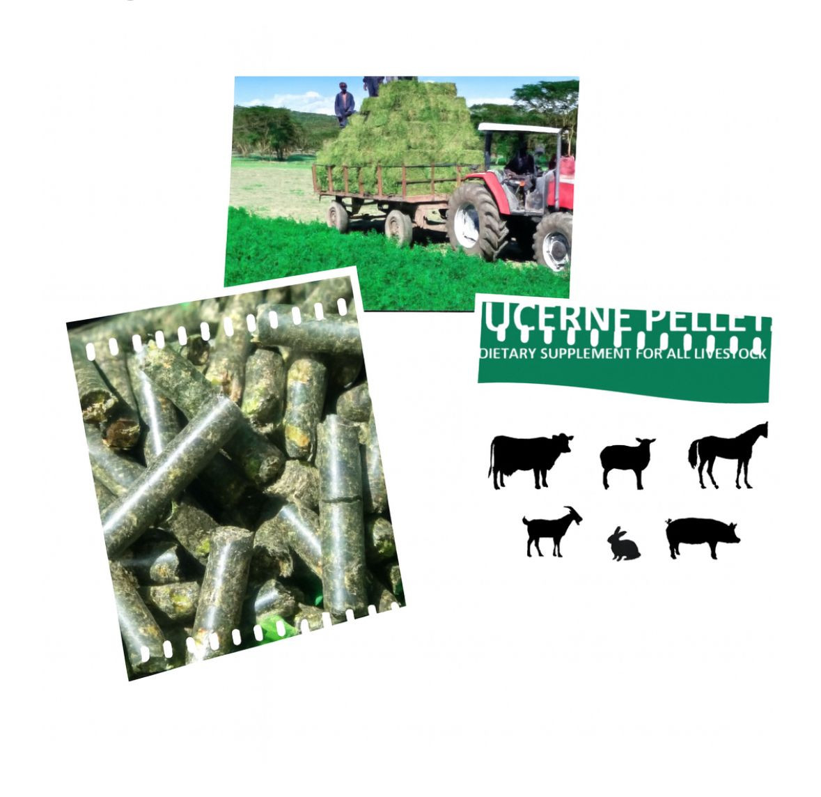 アルファルファペレット牛の飼料　Alfalfa pelet cow feeds