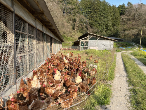 良い季節になりました🐓