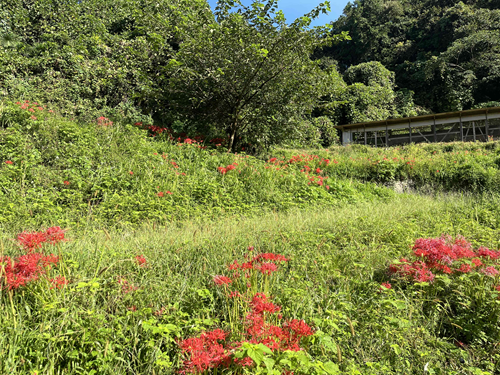 彼岸花が満開です！