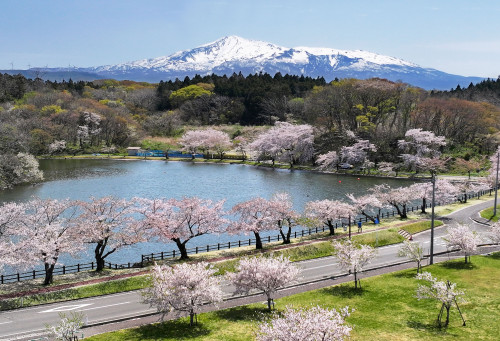 南極公園(くじら公園)