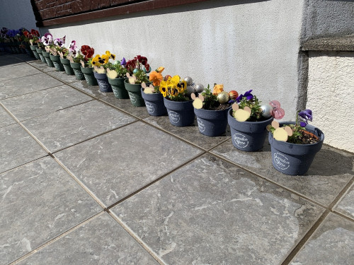 パンジーがきれいに咲いています