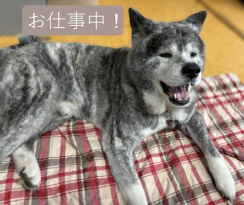 小次郎2.JPG