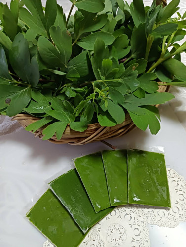 長命草　パック