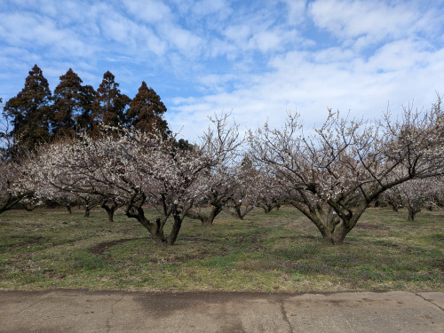 PXL_20260217_022324751 (002).jpg