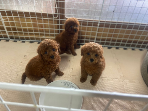 アメリ３きょうだい.jpg