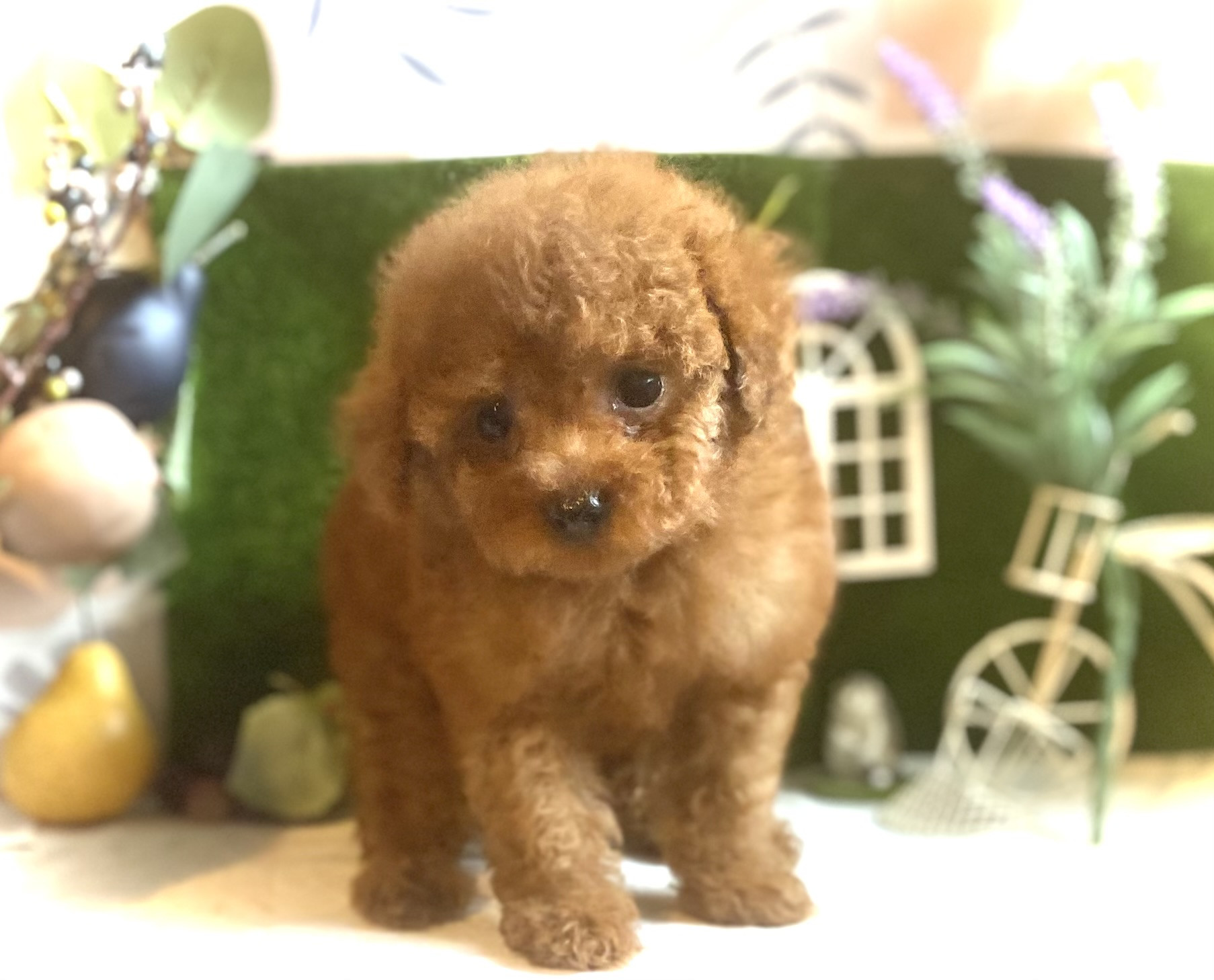 【タイニー予想】いくらちゃん【激カワ女の子♡】