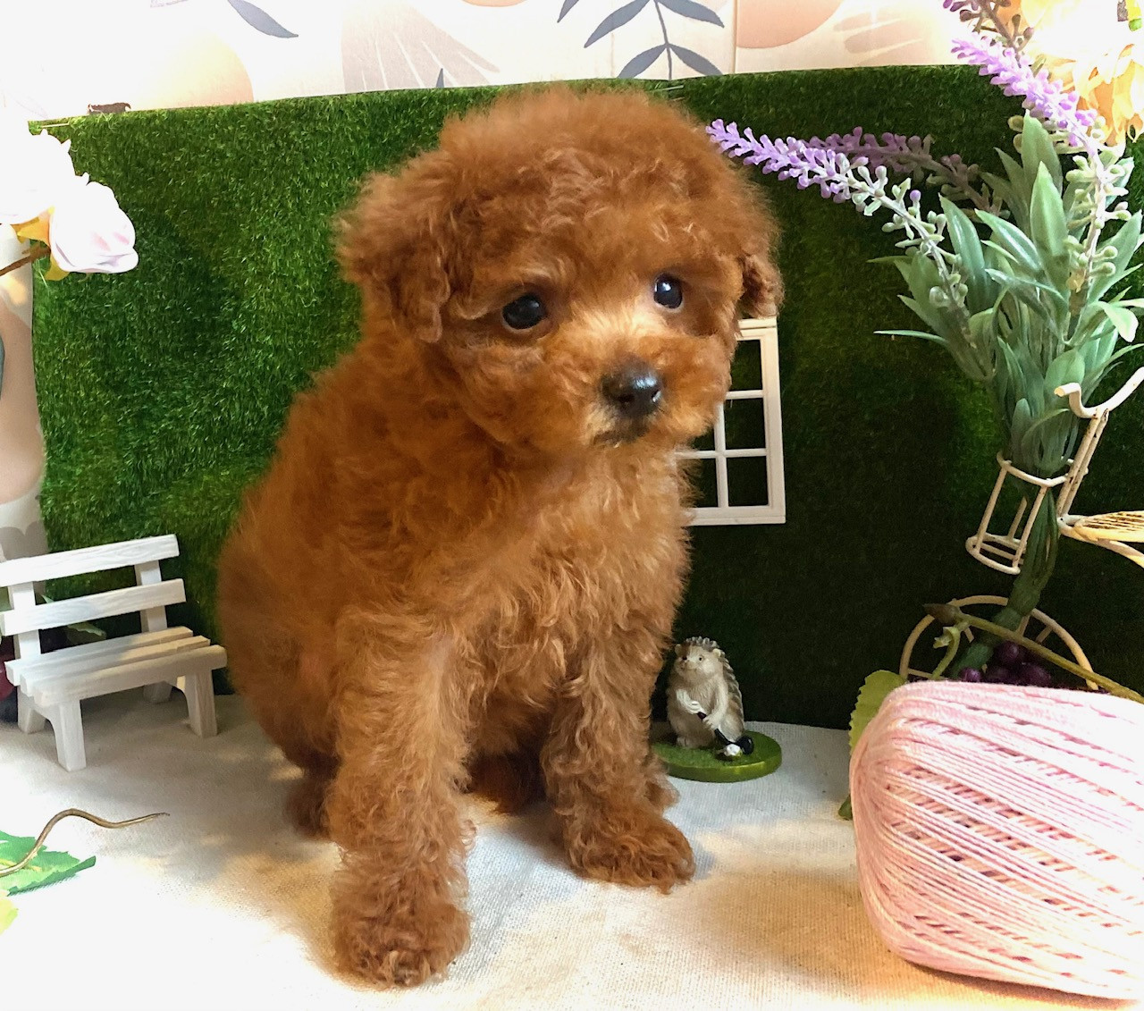 【ティー～タイニー予想】つなちゃん【プリティの極み】