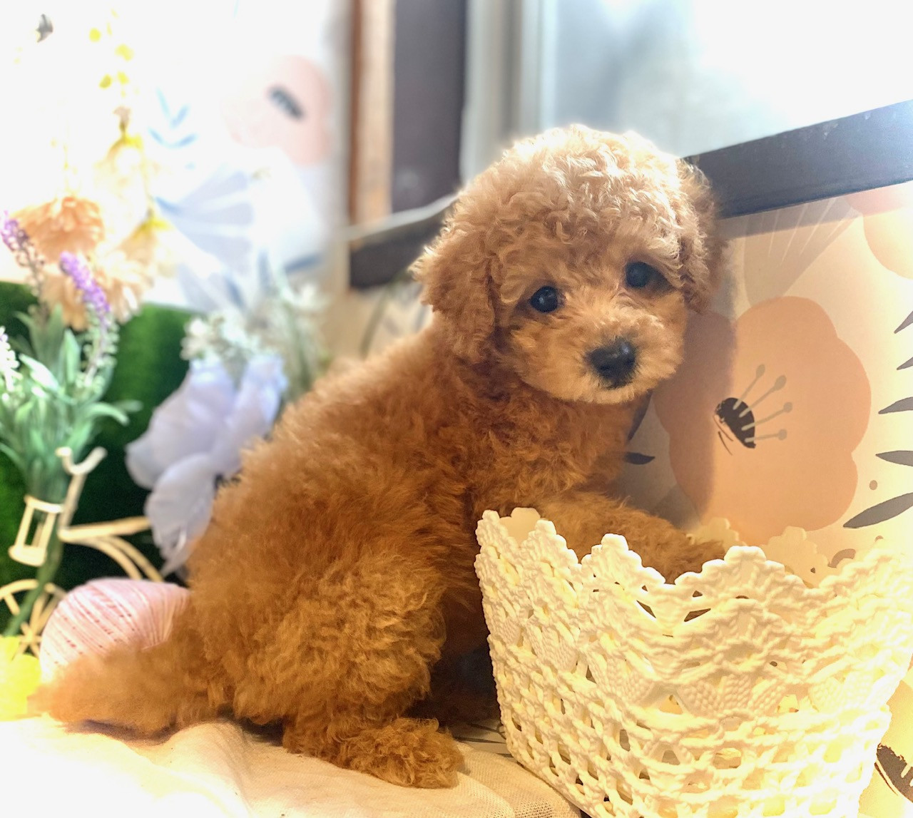 【Xmasプレゼント＆お年玉企画】タルトちゃん